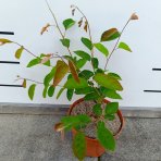 Muchovník (Amelanchier) ´PRINCESS DIANA´ - výška 20-40 cm, kont C2L